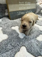 ELIAM, a male Goldendoodle for sale in Neosho, MO – 1 of 2
