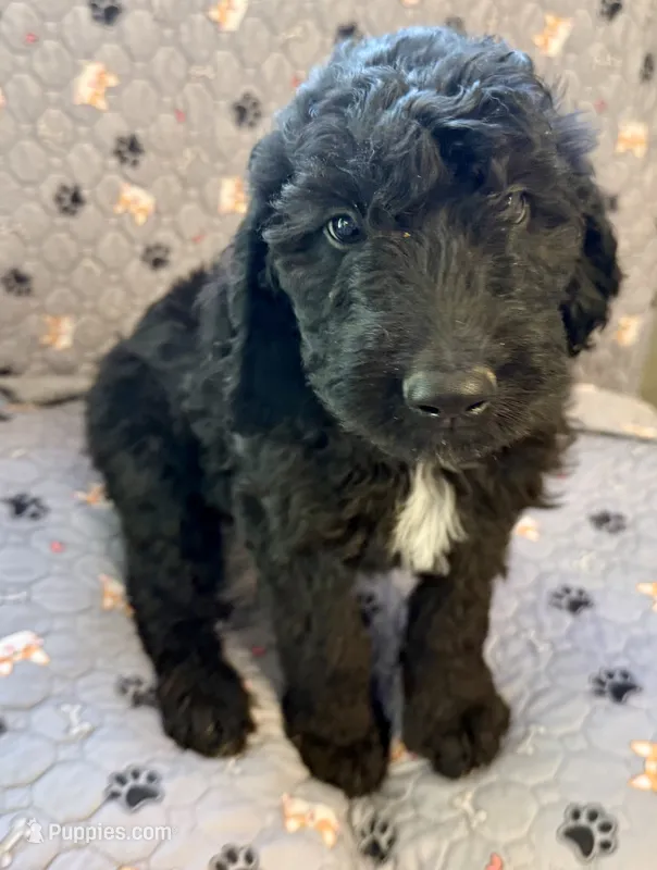 ELROY – Goldendoodle puppy for sale in Neosho, MO