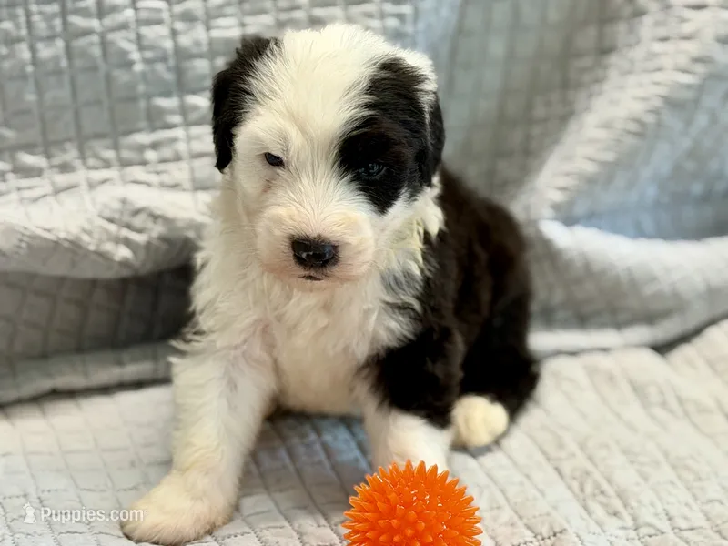 CALLOWAY (orange) – Old English Sheepdog puppy for sale in Neosho, MO