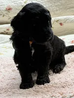 ELMER, a male Goldendoodle for sale in Neosho, MO – 8 of 8