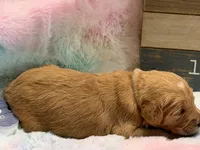 EVANA, a female Goldendoodle for sale in Neosho, MO – 2 of 2