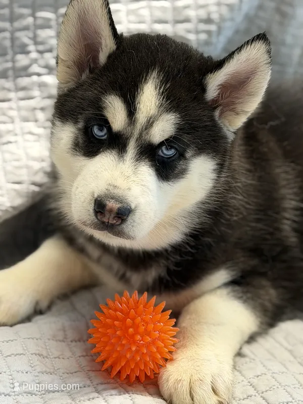 IGOR (orange) – Siberian Husky puppy for sale in Neosho, MO
