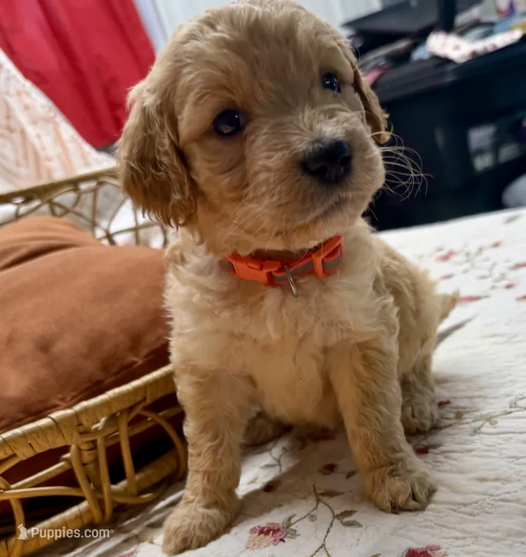 ELLIS – Goldendoodle puppy for sale in Neosho, MO