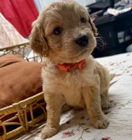 ELLIS, a female Goldendoodle for sale in Neosho, MO – 3 of 8