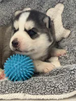 IGNAZIO (blue), a male Siberian Husky for sale in Neosho, MO – 3 of 3