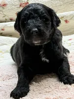 ESTABON, a male Goldendoodle for sale in Neosho, MO – 9 of 10
