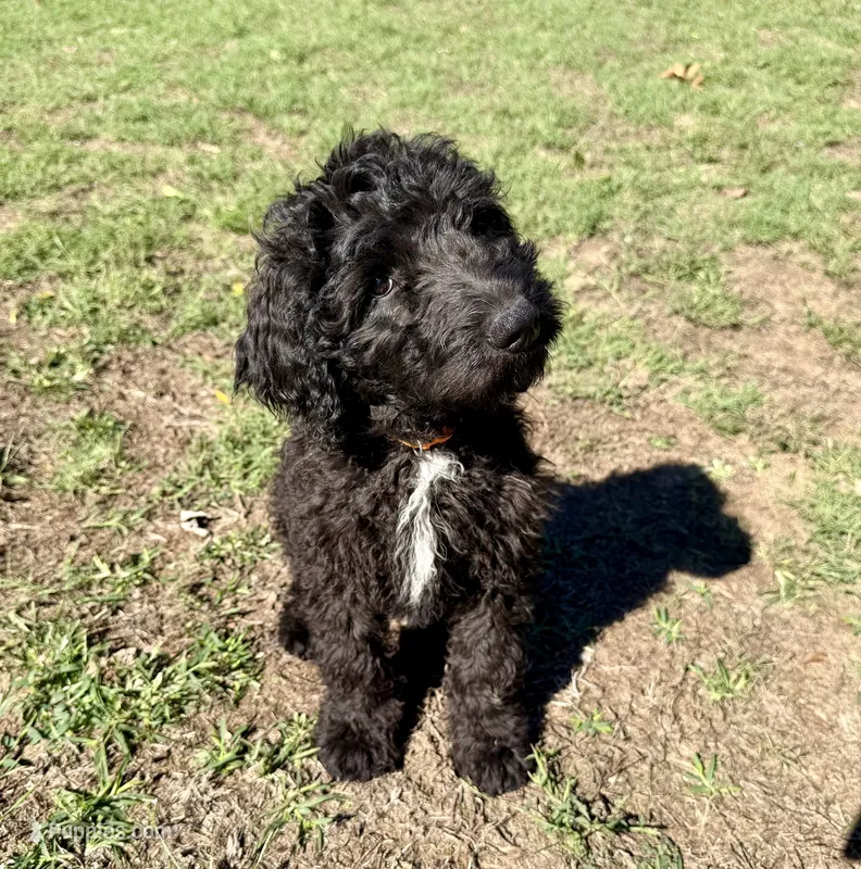 ELMER – Goldendoodle puppy for sale in Neosho, MO