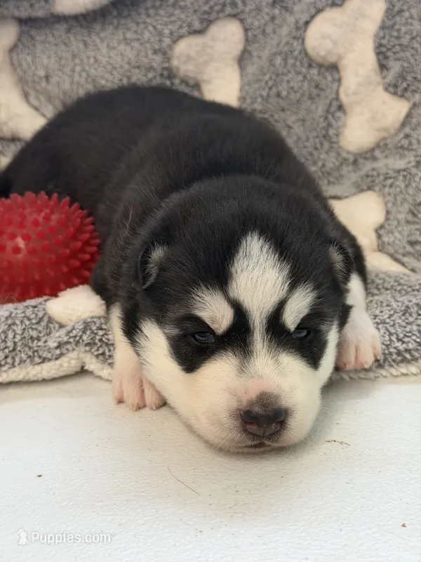 IKU (red) – Siberian Husky puppy for sale in Neosho, MO
