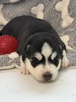 IKU (red), a male Siberian Husky for sale in Neosho, MO – 1 of 3