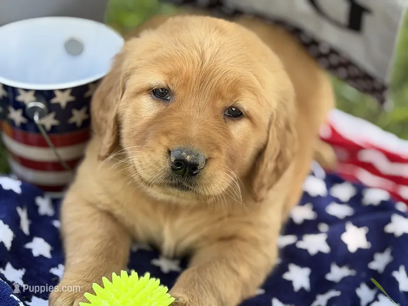 DACIA – Golden Retriever puppy for sale in Neosho, MO