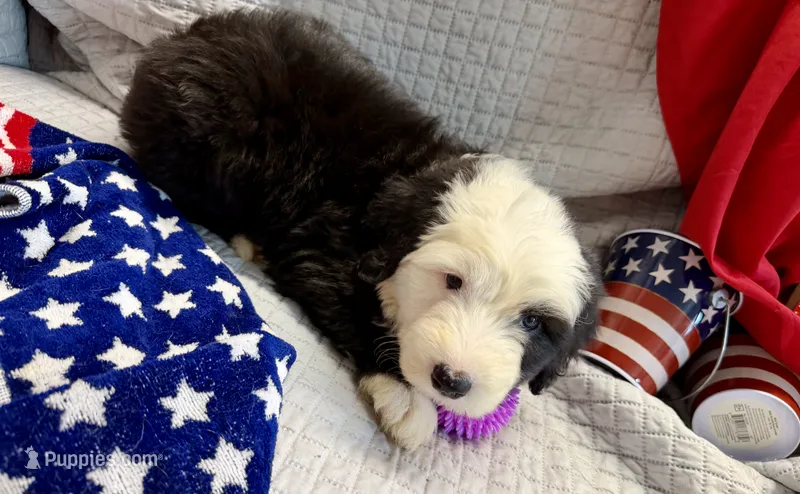 CONTESSA  (purple) – Old English Sheepdog puppy for sale in Neosho, MO
