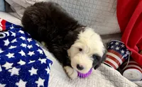 CONTESSA  (purple), a female Old English Sheepdog for sale in Neosho, MO – 3 of 8