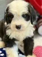 COLETTE pink, a female Old English Sheepdog for sale in Neosho, MO – 5 of 9