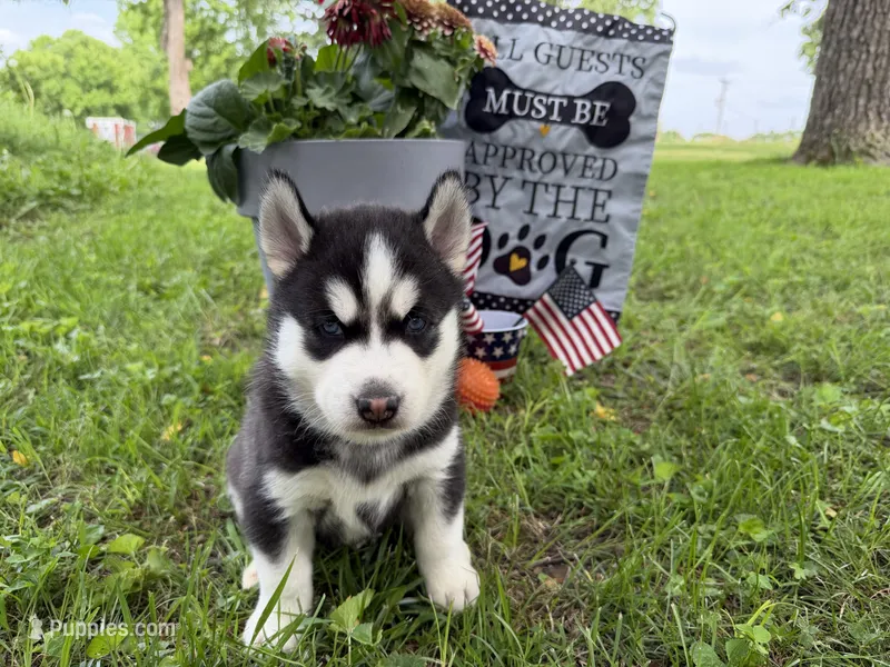 IGOR (orange) – Siberian Husky puppy for sale in Neosho, MO