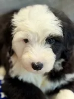 CONTESSA  (purple), a female Old English Sheepdog for sale in Neosho, MO – 4 of 8