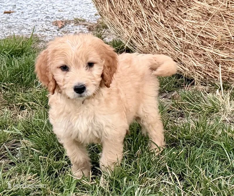 ELLIS – Goldendoodle puppy for sale in Neosho, MO