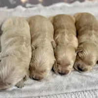 Light Goldens, a male Golden Retriever for sale in Neosho, MO – Photo 3 of 3