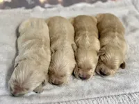 Light Goldens, a male Golden Retriever for sale in Neosho, MO – Photo 3 of 3