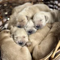 Light Goldens, a male Golden Retriever for sale in Neosho, MO – Photo 2 of 3