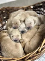 Light Goldens, a male Golden Retriever for sale in Neosho, MO – Photo 2 of 3