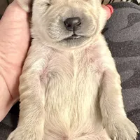 Light Goldens, a male Golden Retriever for sale in Neosho, MO – Photo 1 of 3