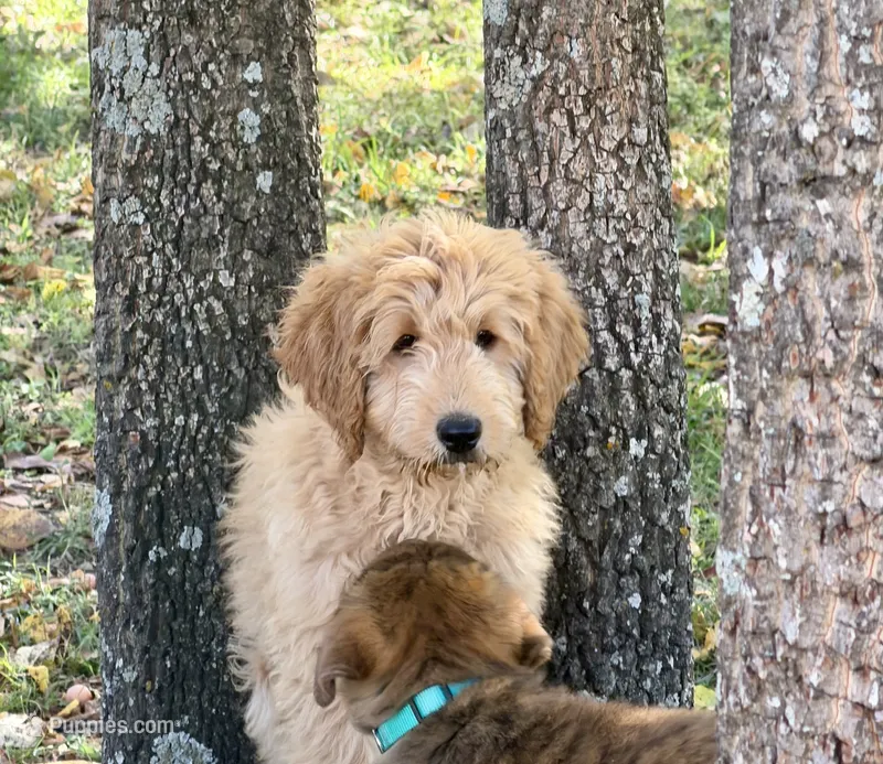 EVANA – Goldendoodle puppy for sale in Neosho, MO