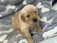 DREYAS, a female Golden Retriever for sale in Neosho, MO – 1 of 3