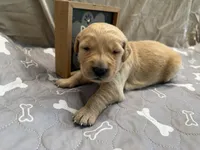 DICIE (red), a female Golden Retriever for sale in Neosho, MO – 4 of 4
