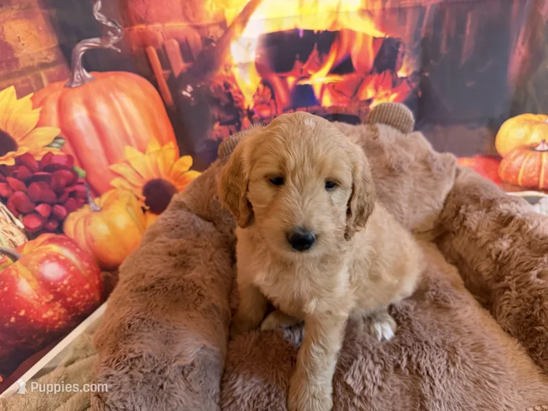 EVANA – Goldendoodle puppy for sale in Neosho, MO