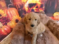 EVANA, a female Goldendoodle for sale in Neosho, MO – 3 of 9