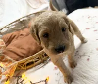 EVANGELINE, a female Goldendoodle for sale in Neosho, MO – 5 of 10