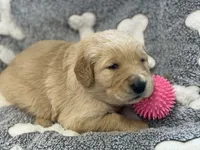 Dutchess, a female Golden Retriever for sale in Neosho, MO – 2 of 3