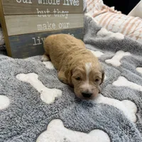 Earnest, a male Goldendoodle for sale in Neosho, MO – 2 of 2