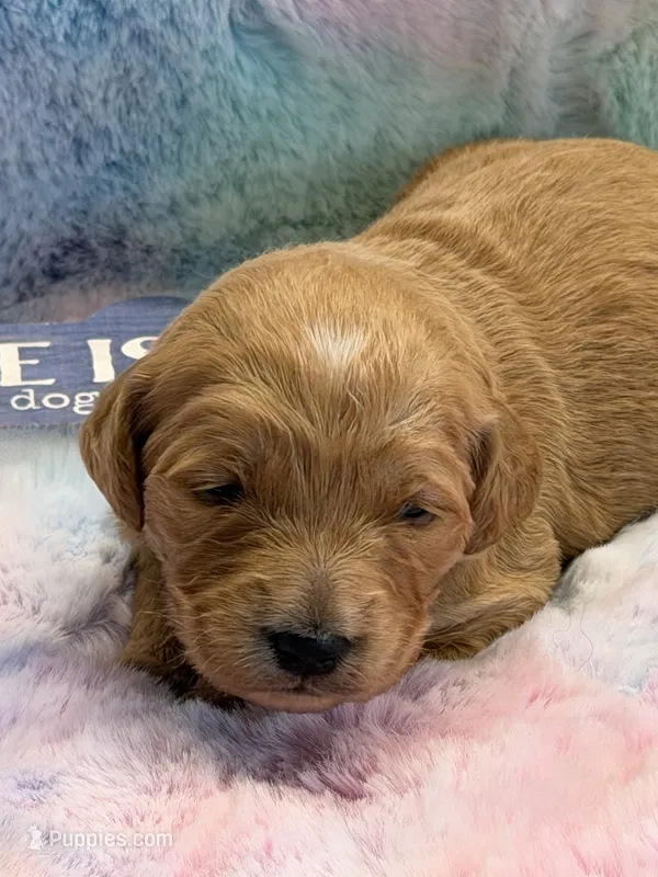 EVANA – Goldendoodle puppy for sale in Neosho, MO