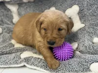 D’nella, a female Golden Retriever for sale in Neosho, MO – 2 of 3