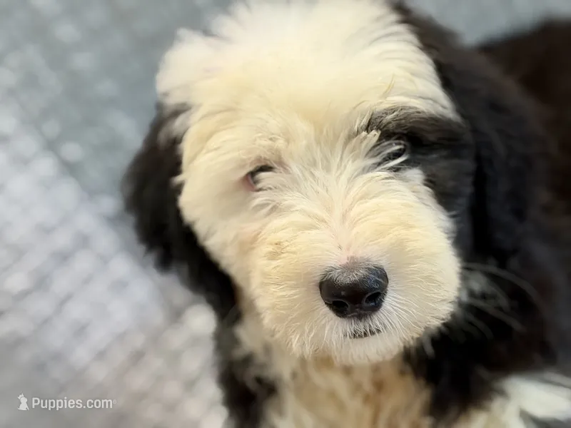 CONTESSA  (purple) – Old English Sheepdog puppy for sale in Neosho, MO