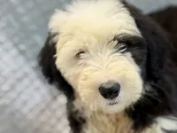 CONTESSA  (purple), a female Old English Sheepdog for sale in Neosho, MO – 1 of 8