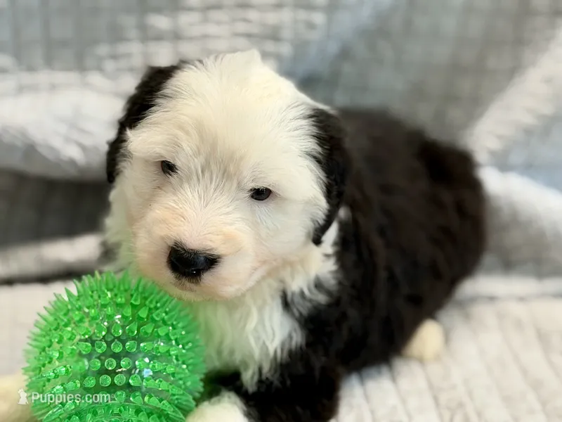 CALISTA (green) – Old English Sheepdog puppy for sale in Neosho, MO