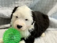 CALISTA (green), a female Old English Sheepdog for sale in Neosho, MO – 6 of 9