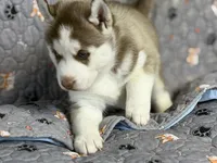 BENSON, a male Siberian Husky for sale in Neosho, MO – 2 of 4