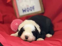 COLETTE pink, a female Old English Sheepdog for sale in Neosho, MO – 1 of 3