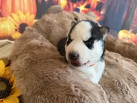 BOSWELL orange, a male Siberian Husky for sale in Neosho, MO – 3 of 4