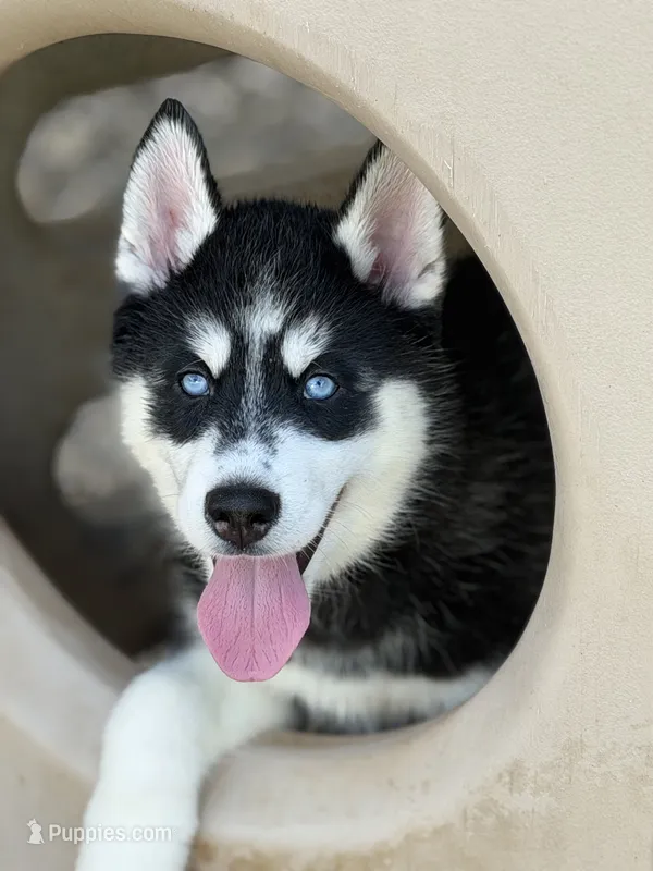 IKU (red) – Siberian Husky puppy for sale in Neosho, MO