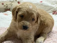 EVANA, a female Goldendoodle for sale in Neosho, MO – 9 of 9