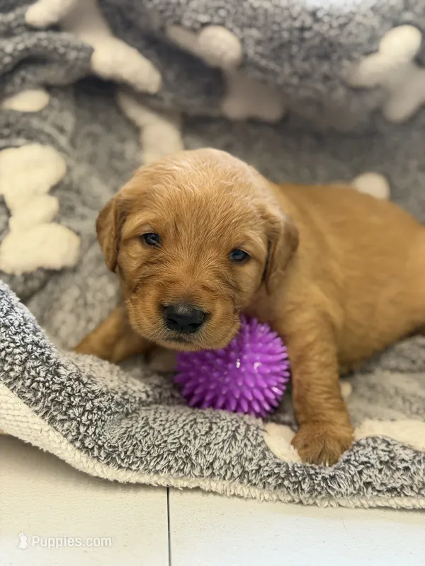 D’nella – Golden Retriever puppy for sale in Neosho, MO