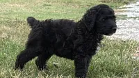 ESTABON, a male Goldendoodle for sale in Neosho, MO – 2 of 10