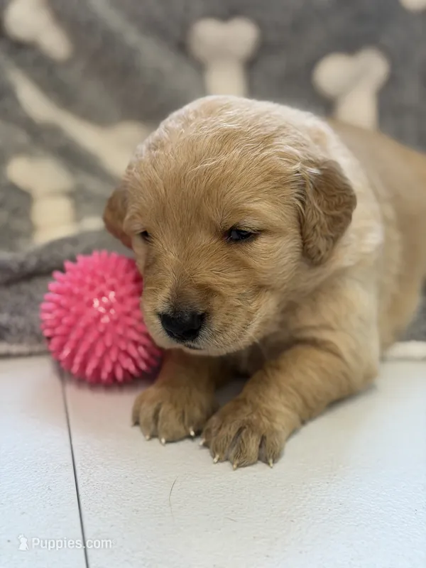 Dutchess – Golden Retriever puppy for sale in Neosho, MO