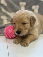 Dutchess, a female Golden Retriever for sale in Neosho, MO – 1 of 3
