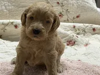 EVANGELINE, a female Goldendoodle for sale in Neosho, MO – 10 of 10