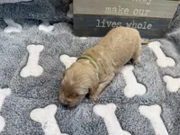 EVANDER, a male Goldendoodle for sale in Neosho, MO – 2 of 2